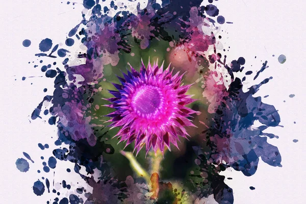 Milk thistle blossoms. Purple wildflowers.