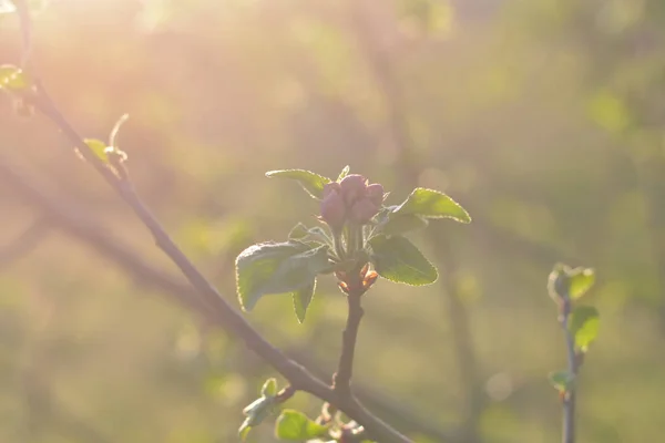 Een bloeiende appelboom tak in de ochtend nevel. Zonlicht opwarming Zachte half geopende bloemknoppen op een dunne tak. — Stockfoto