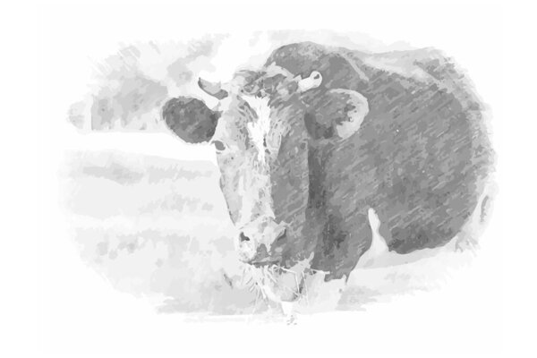 Pencil Portrait of spotted cow chewing grass in pasture. Vector