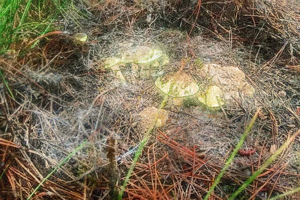 Jeździec Tricholoma. Grupa jadalnych grzybów w jesiennym lesie. Cyfrowe malowanie akwarelami — Zdjęcie stockowe