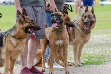 Sahipleri dışarıda tasmalı büyük kahverengi köpekler. Alman Şeması