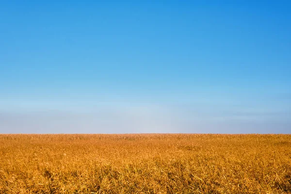 Złote Żółte Trzciny Tle Przejrzystego Błękitnego Nieba Latem Lub Wczesną — Zdjęcie stockowe