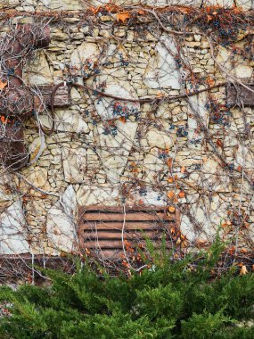 Arka planında böğürtlen olan ardıç çalısı. Üzerinde yabani üzümler olan eski bir taş duvar. Yakın plan, sonbahar parkı..