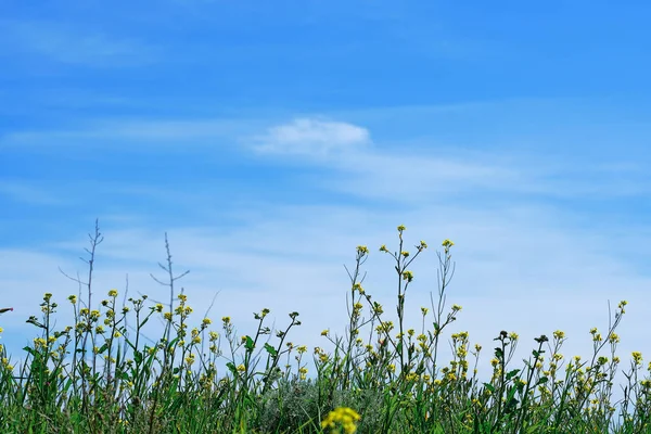 雲のある青空を背景に春の花を咲かせます 選択的焦点 — ストック写真