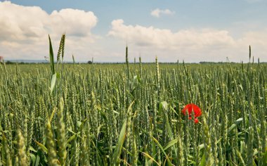 Buğday tarlası, yakın plan, seçici odak, yeşil buğday tarlasında haşhaş çiçekleri. Parlak güneşli bir gün, bulutlu yaz gökyüzü, arka plan veya bayrak, tarımlı tarım tarlası.