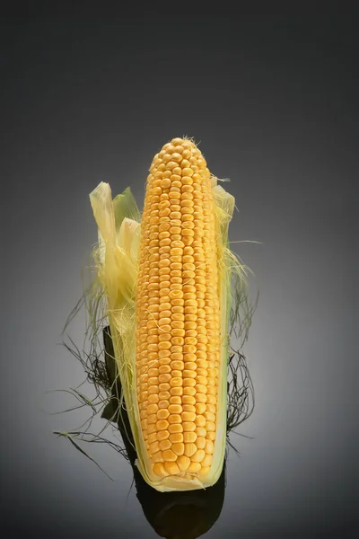 Ear Ripe Corn Isolated Dark Background Reflection Cob Useful Food — Stock Photo, Image