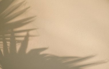 Palmiye yapraklarının soyut gölgesi olan bej bir duvar. Arkaplan tasarımı veya minimalist yaz duvar kağıdı fikri, düz döşeme, yaratıcı kopya alanı