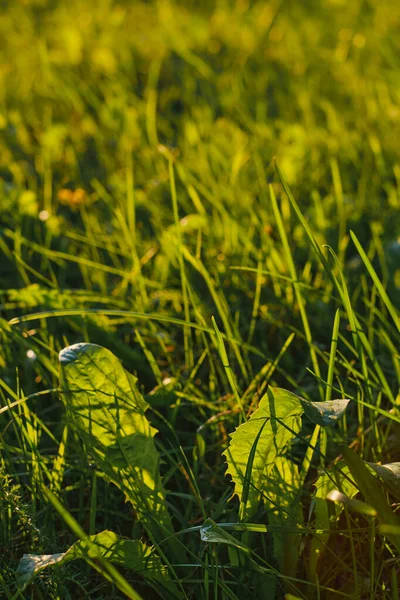 タンポポは閉じて 選択的な焦点を残します 牧草地の夕日の線では 自然の背景 自由と軽さの概念 — ストック写真