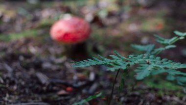 Eğrelti otu dalları arka plandaki yosun ve iğnelerden oluşur. Kuzey ormanı, sonbahar zamanı. Kopya alanı, orman makro manzarası ile yakın çekim