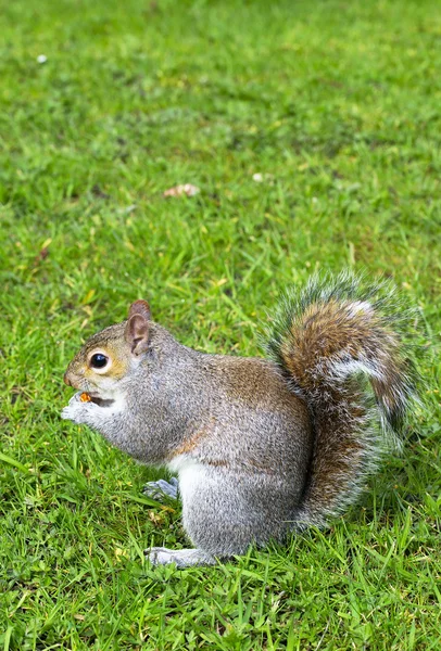 Eastern gray squirrel Stock Picture