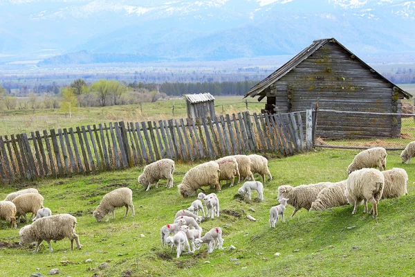 Farm in the Mountains — Stock Photo, Image