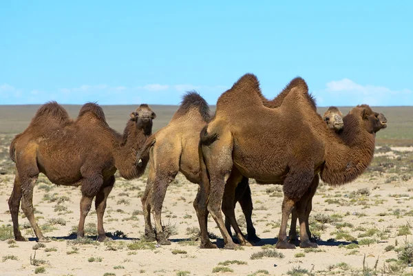 Divoké velbloudy v mongolské poušti — Stock fotografie