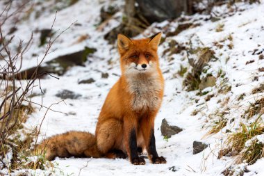 Kuzey Avrupa, Kola Yarımadası 'ndaki bir orman yolunda Kutup Çemberi' nin vahşi tilkisi