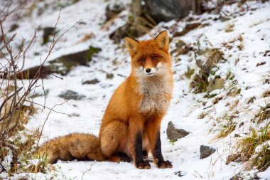 Kuzey Avrupa, Kola Yarımadası 'ndaki bir orman yolunda Kutup Çemberi' nin vahşi tilkisi