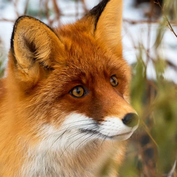 Renard Sauvage Cercle Polaire Sur Sentier Forestier Europe Nord Péninsule Images De Stock Libres De Droits