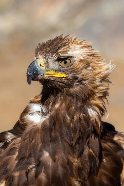 Head of the Golden eagle. It is the bird educated for falconry, the popular hunting style of the Mongolian Altai region.