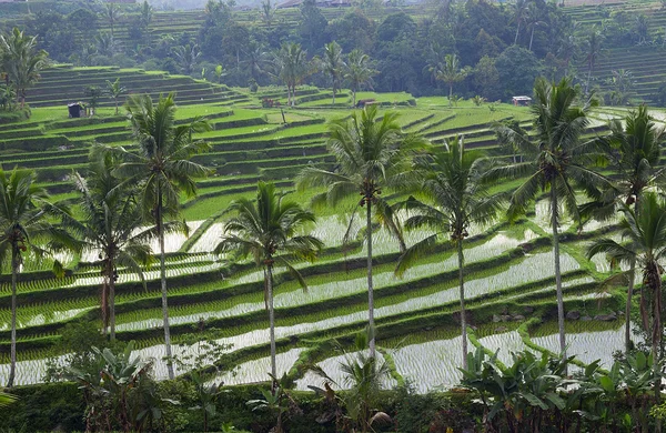 Bali rice paddy — Stock Photo, Image