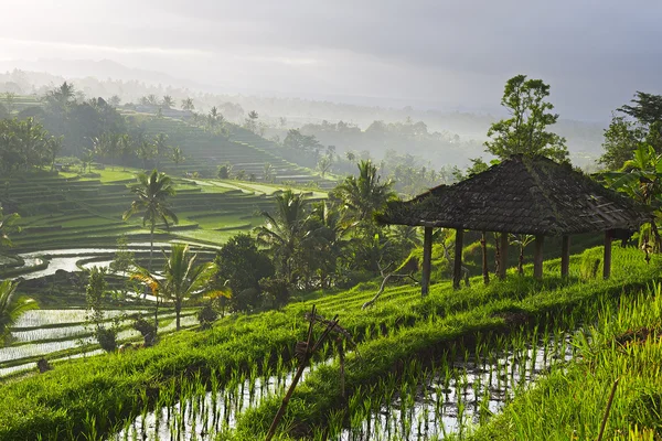 Bali rice paddy — Stock Photo, Image