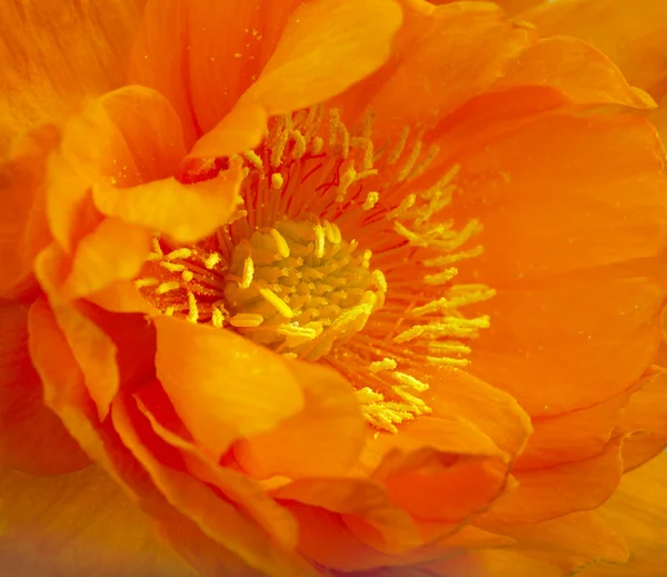 Gros plan sur globeflower orange — Photo