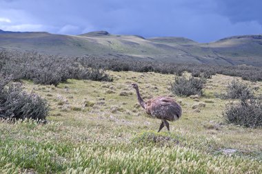 Vahşi Darwin'in Rhea