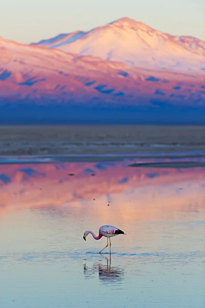 Flamingo — Stock Photo, Image