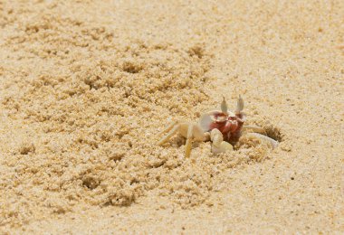 Phuket bir kumlu plaj üzerinde Yengeç