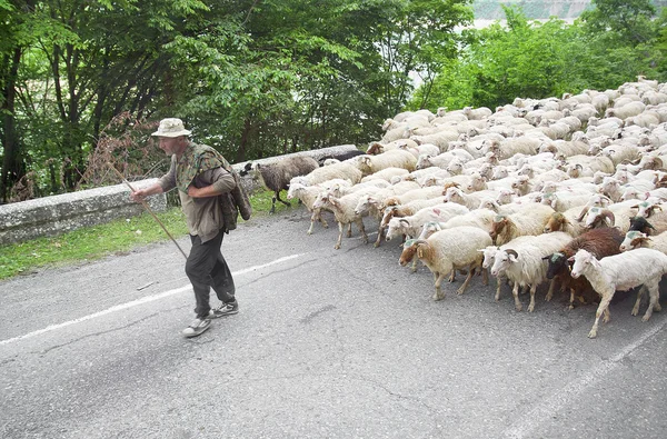 Georgian shepherd — Stock Photo, Image