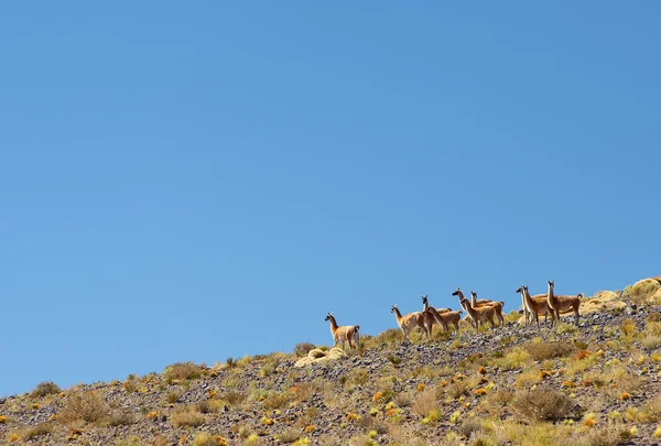 Rebaño de vicunas, Atacama —  Fotos de Stock