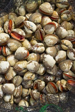 Kabukları taze catch