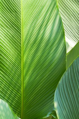 Muz yaprak bir bahçe