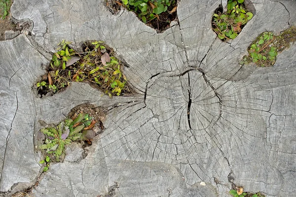 Old stump of giant tree