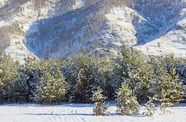 Winterlandschaft, Kiefernwald — Stockfoto