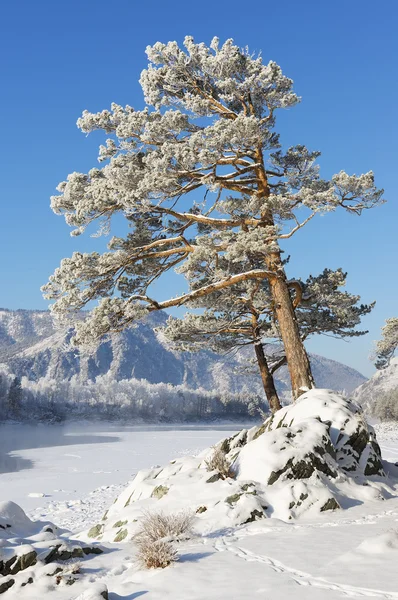 Siberia-folyó partján egy hatalmas fenyő — Stock Fotó