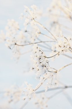 Bir kar altında dal