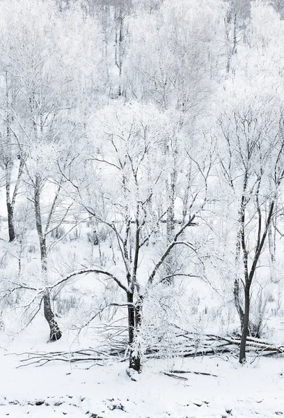 Зимовий пейзаж, Сибіру — стокове фото