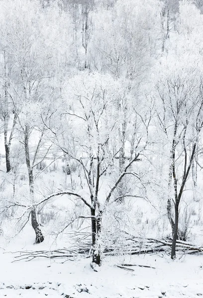 Winterlandschap, Siberië — Stockfoto