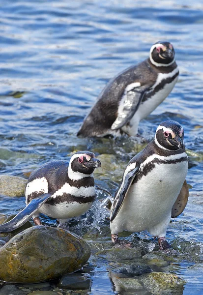 Пингвины, остров Магдалена, Чили — стоковое фото
