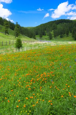 Alipne çiçek dağlarında