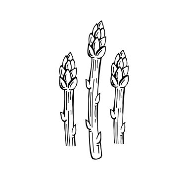 El çizimi kuşkonmaz vektör çizimi, sebze