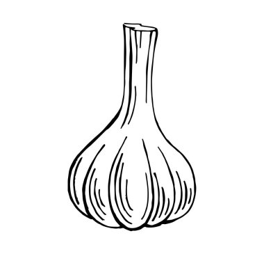 El çizimi sarımsak vektör çizimi, sebze