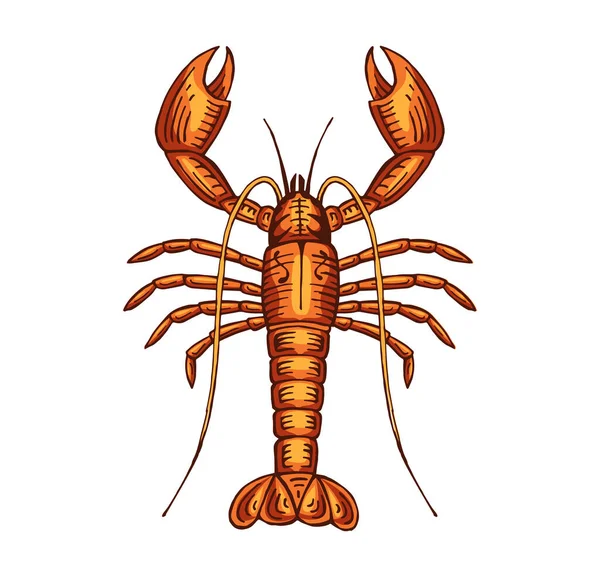 Ilustrasi Vektor Warna Lobster Gambar Tangan - Stok Vektor