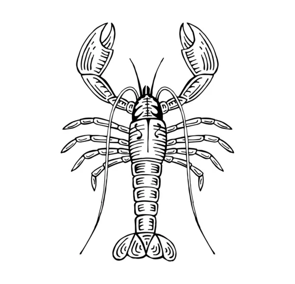 Gambar Tangan Lobster Vektor Ilustrasi Makanan Laut - Stok Vektor