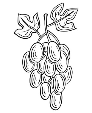 Üzüm üzümlü el oymalı çizim vektör çizimi