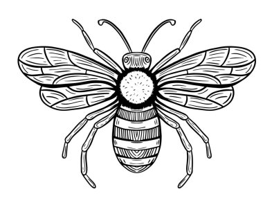 Bal arısı eli çizilmiş çizim vektör illüstrasyonu