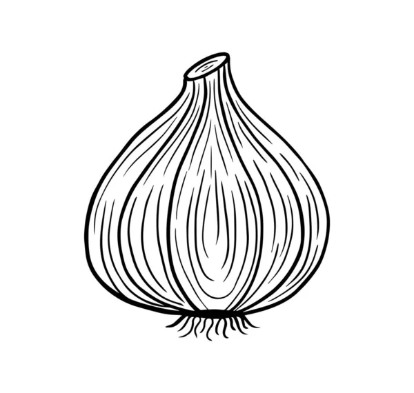 Knoflook Met Hand Getekend Gegraveerde Schets Tekening Vector Illustratie — Stockvector