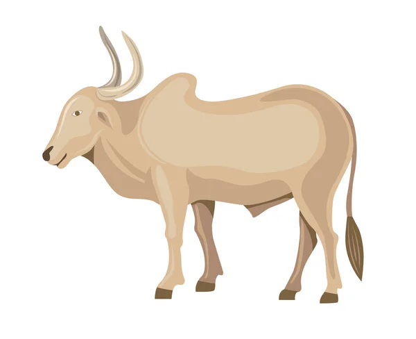 Bullock Indiano Ilustração Vetorial Isolada —  Vetores de Stock