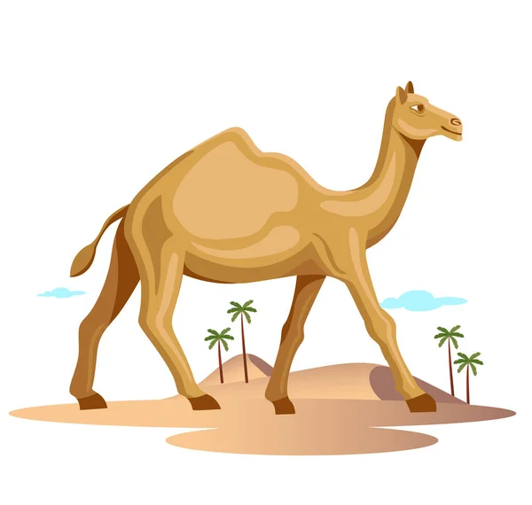 Rajasthan Camel Walking Desert Isolated Vector Illustration — Stock Vector