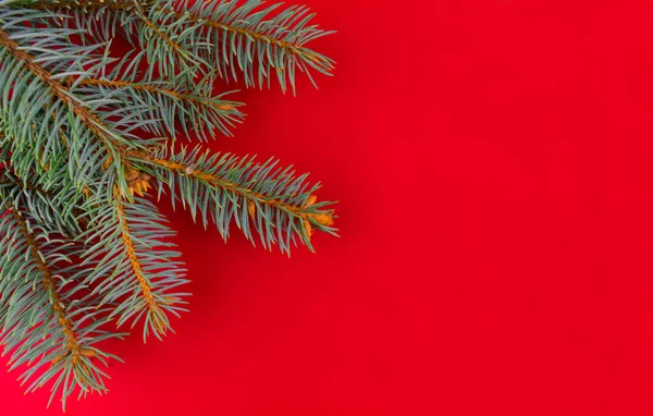 Takken Van Een Kerstboom Een Rode Achtergrond — Stockfoto