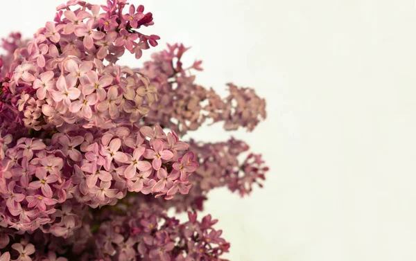 Lilac Bukett Vit Bakgrund Närbild Kopiera Utrymme — Stockfoto