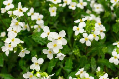 Baharda pek çok küçük beyaz çiçeğin arka planı.